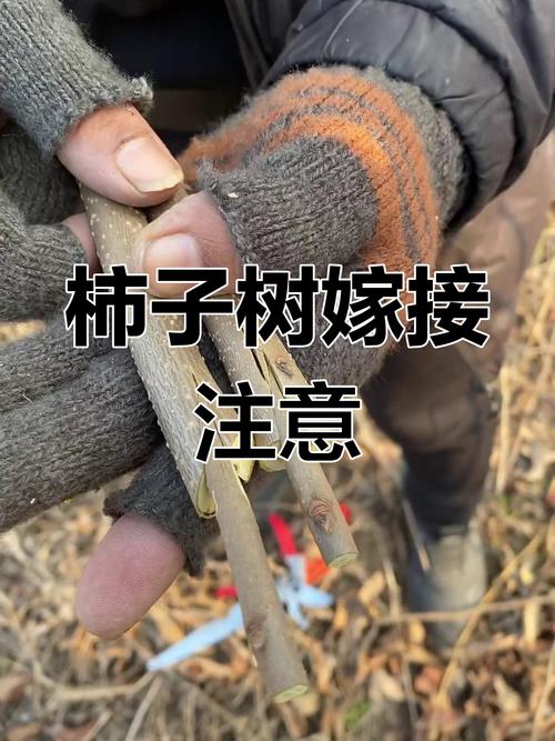 柿子树的扦插繁殖法？柿子树苗扦插技术？