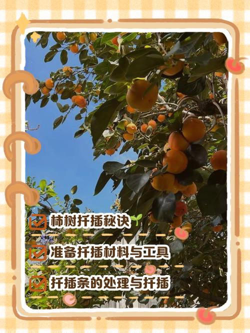 柿子树的扦插繁殖法?柿子树苗扦插技术?-第5张图片-优品飞百科 柿子树的扦插繁殖法?柿子树苗扦插技术?-第5张图片-优品飞百科