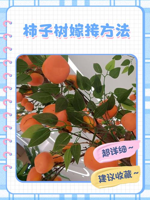 柿子树的扦插繁殖法?柿子树苗扦插技术?-第8张图片-优品飞百科 柿子树的扦插繁殖法?柿子树苗扦插技术?-第8张图片-优品飞百科