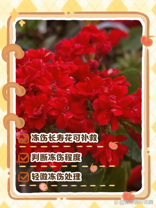 长寿花受冻了怎么办？长寿花受冻了怎么补救？