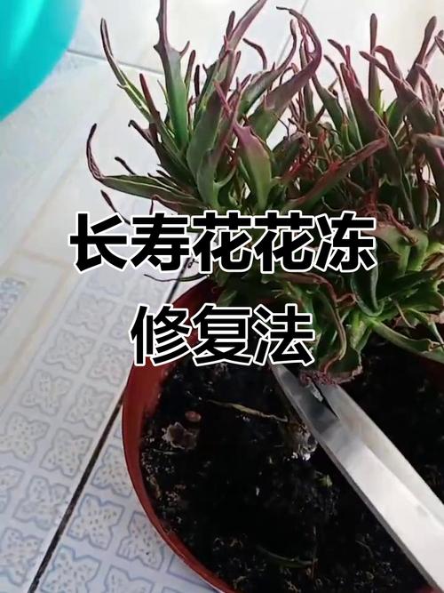 长寿花受冻了怎么办？长寿花受冻了怎么补救？-第3张图片-优品飞百科