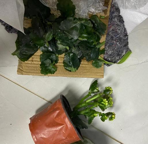 长寿花受冻了怎么办？长寿花受冻了怎么补救？-第4张图片-优品飞百科