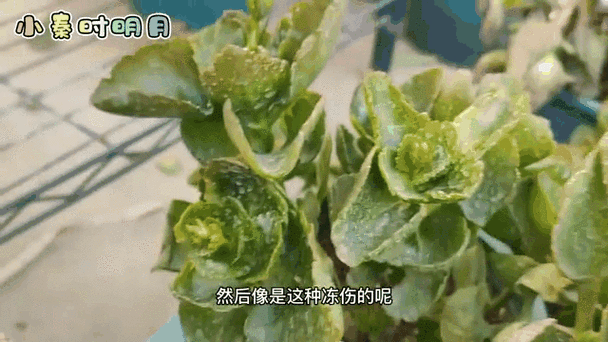 长寿花受冻了怎么办？长寿花受冻了怎么补救？-第5张图片-优品飞百科