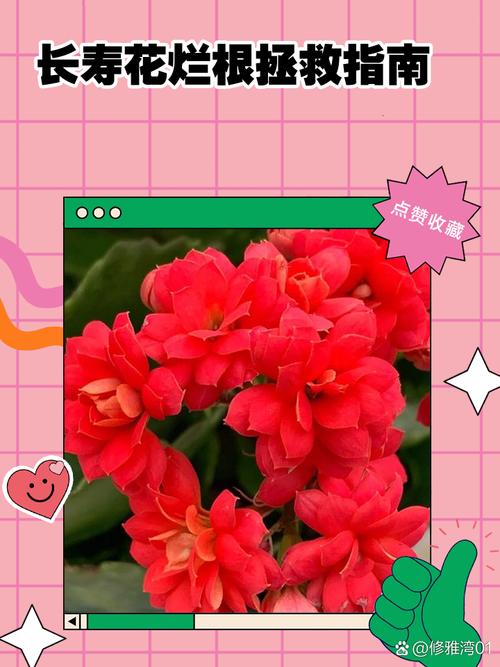 长寿花受冻了怎么办？长寿花受冻了怎么补救？-第6张图片-优品飞百科