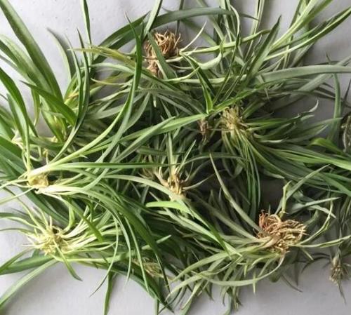 绿萝100米,吊兰疯狂爆小崽,邻居给它吃了啥??绿萝吊兰介绍?-第2张图片-优品飞百科 绿萝100米,吊兰疯狂爆小崽,邻居给它吃了啥??绿萝吊兰介绍?-第2张图片-优品飞百科