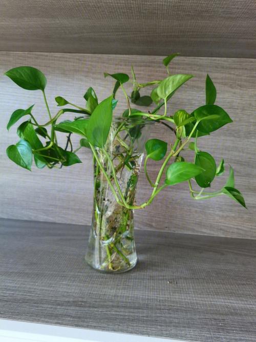 绿萝100米,吊兰疯狂爆小崽,邻居给它吃了啥??绿萝吊兰介绍?-第3张图片-优品飞百科 绿萝100米,吊兰疯狂爆小崽,邻居给它吃了啥??绿萝吊兰介绍?-第3张图片-优品飞百科