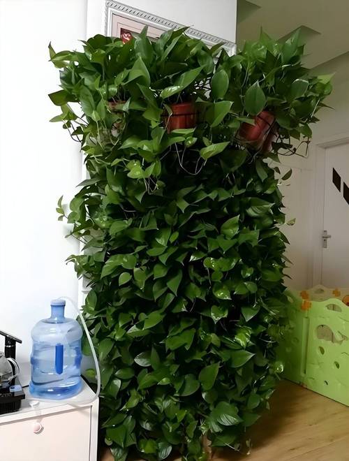 绿萝100米,吊兰疯狂爆小崽,邻居给它吃了啥??绿萝吊兰介绍?-第4张图片-优品飞百科 绿萝100米,吊兰疯狂爆小崽,邻居给它吃了啥??绿萝吊兰介绍?-第4张图片-优品飞百科