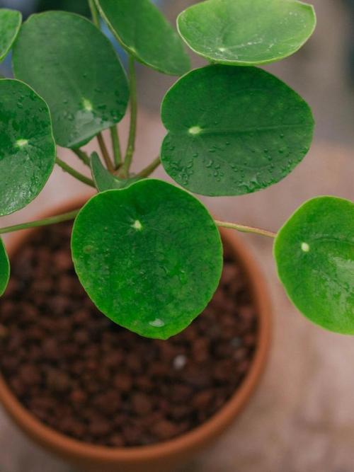 镜面草有毒吗，能净化空气吗，镜面草有毒吗?能养在卧室吗？