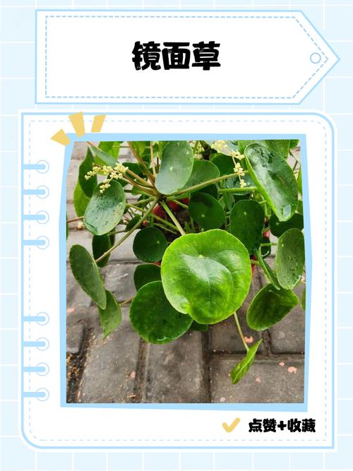 镜面草有毒吗，能净化空气吗，镜面草有毒吗?能养在卧室吗？-第2张图片-优品飞百科