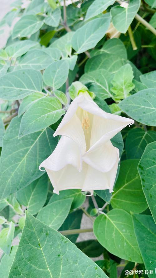 镜面草有毒吗，能净化空气吗，镜面草有毒吗?能养在卧室吗？-第3张图片-优品飞百科