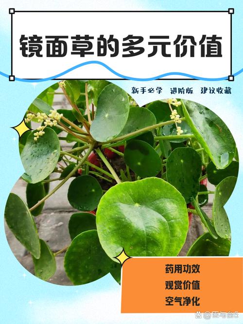 镜面草有毒吗，能净化空气吗，镜面草有毒吗?能养在卧室吗？-第4张图片-优品飞百科