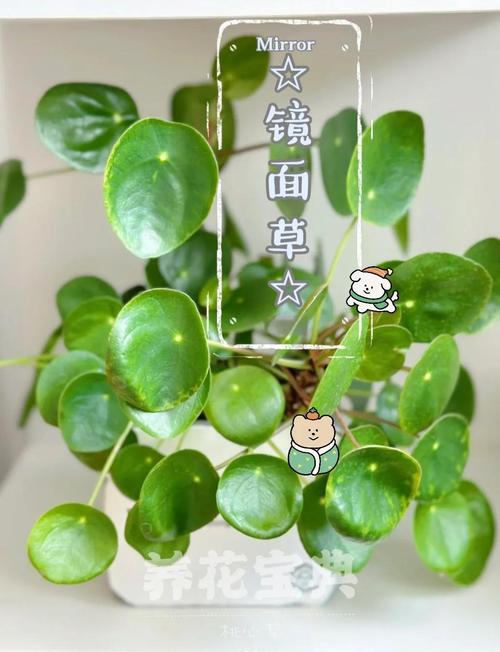 镜面草有毒吗，能净化空气吗，镜面草有毒吗?能养在卧室吗？-第5张图片-优品飞百科