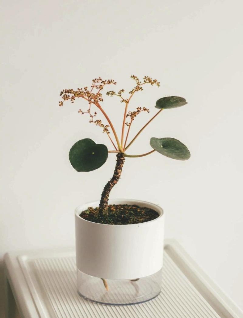 镜面草有毒吗，能净化空气吗，镜面草有毒吗?能养在卧室吗？-第7张图片-优品飞百科