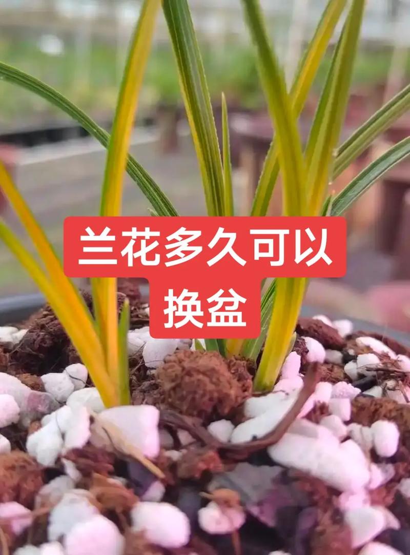 兰花何时换盆？兰花何时换盆比较好？