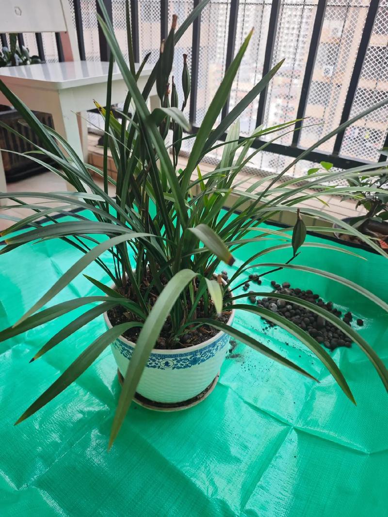 兰花何时换盆？兰花何时换盆比较好？-第2张图片-优品飞百科