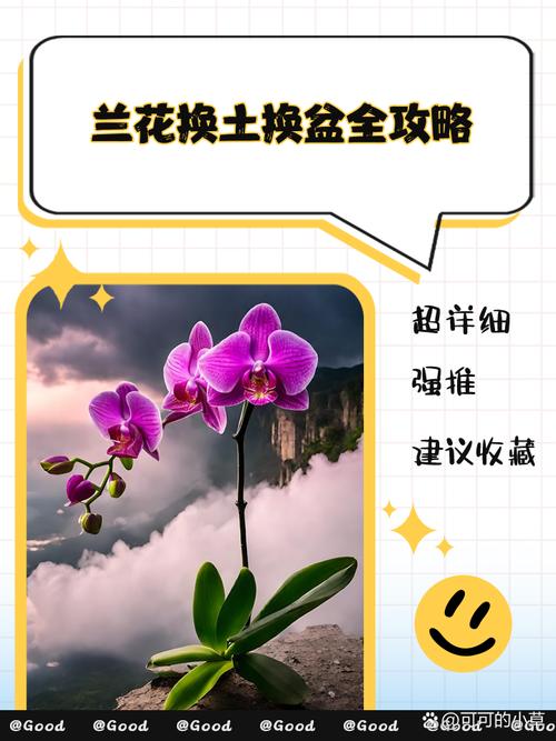 兰花何时换盆？兰花何时换盆比较好？-第3张图片-优品飞百科