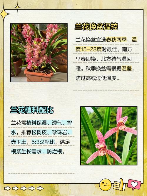 兰花何时换盆？兰花何时换盆比较好？-第4张图片-优品飞百科