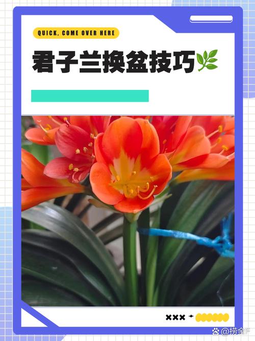 兰花何时换盆？兰花何时换盆比较好？-第5张图片-优品飞百科