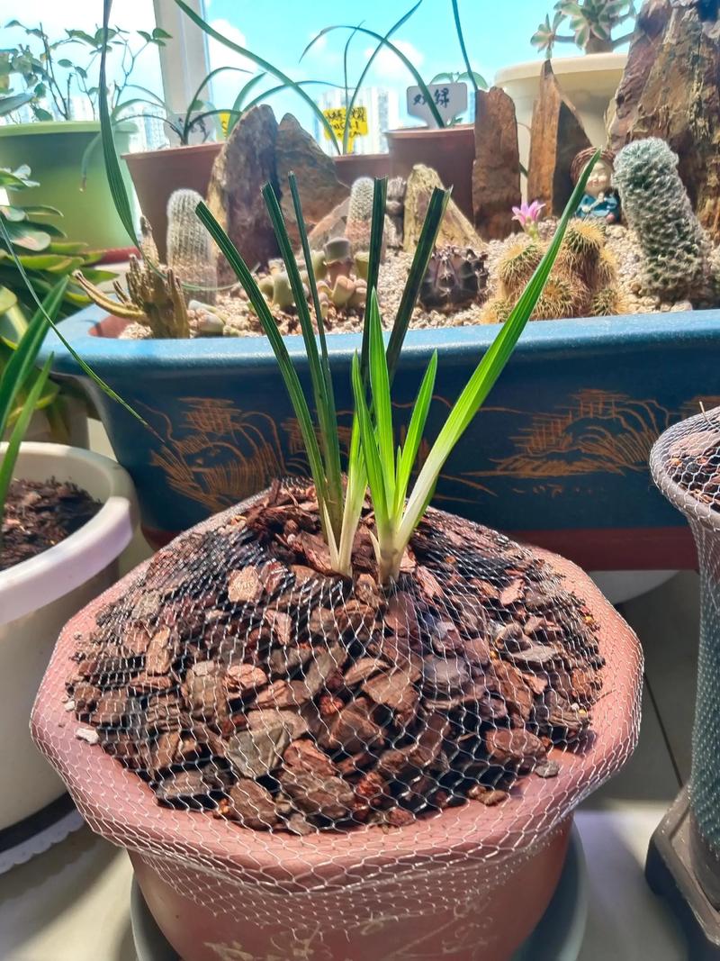 兰花何时换盆？兰花何时换盆比较好？-第6张图片-优品飞百科