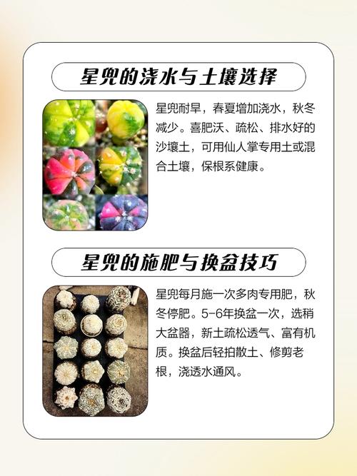 星兜怎么养长得快，星兜怎么开花？