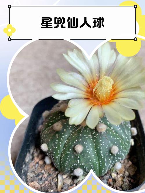 星兜怎么养长得快，星兜怎么开花？-第2张图片-优品飞百科