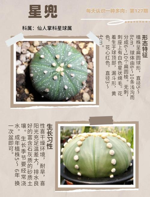 星兜怎么养长得快，星兜怎么开花？-第3张图片-优品飞百科