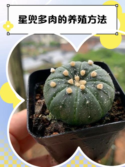 星兜怎么养长得快，星兜怎么开花？-第4张图片-优品飞百科