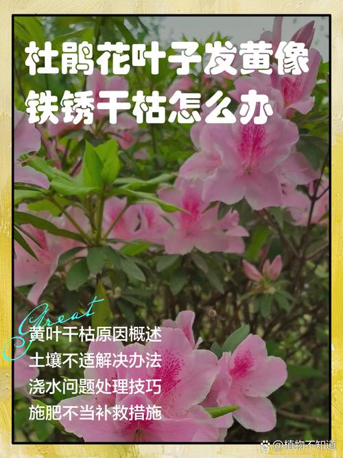 皋月杜鹃的病虫害防治，皋月杜鹃常见疾病？