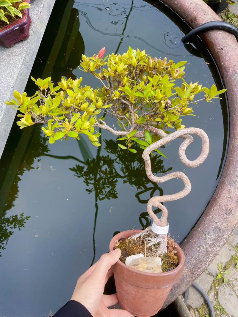 皋月杜鹃的病虫害防治，皋月杜鹃常见疾病？-第2张图片-优品飞百科