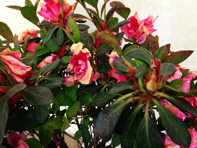 皋月杜鹃的病虫害防治，皋月杜鹃常见疾病？-第3张图片-优品飞百科