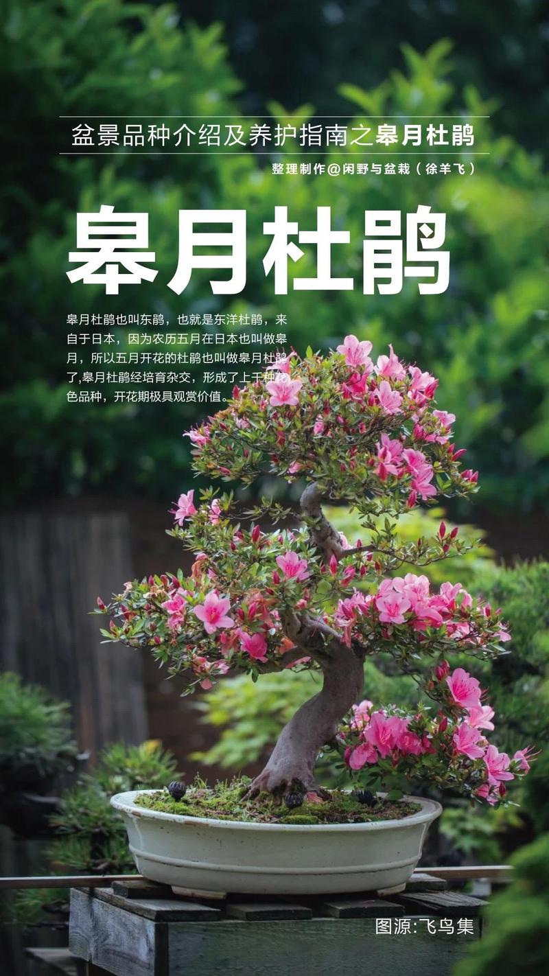 皋月杜鹃的病虫害防治，皋月杜鹃常见疾病？-第4张图片-优品飞百科