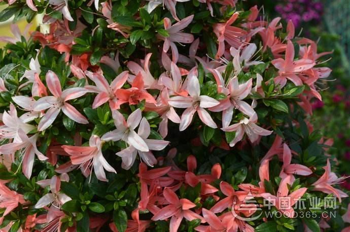 皋月杜鹃的病虫害防治，皋月杜鹃常见疾病？-第5张图片-优品飞百科