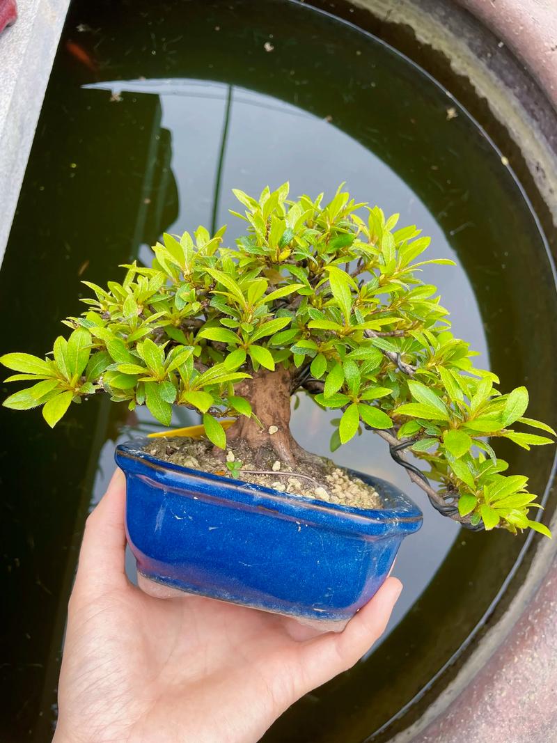 皋月杜鹃的病虫害防治，皋月杜鹃常见疾病？-第6张图片-优品飞百科