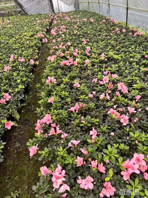 皋月杜鹃的病虫害防治，皋月杜鹃常见疾病？-第7张图片-优品飞百科