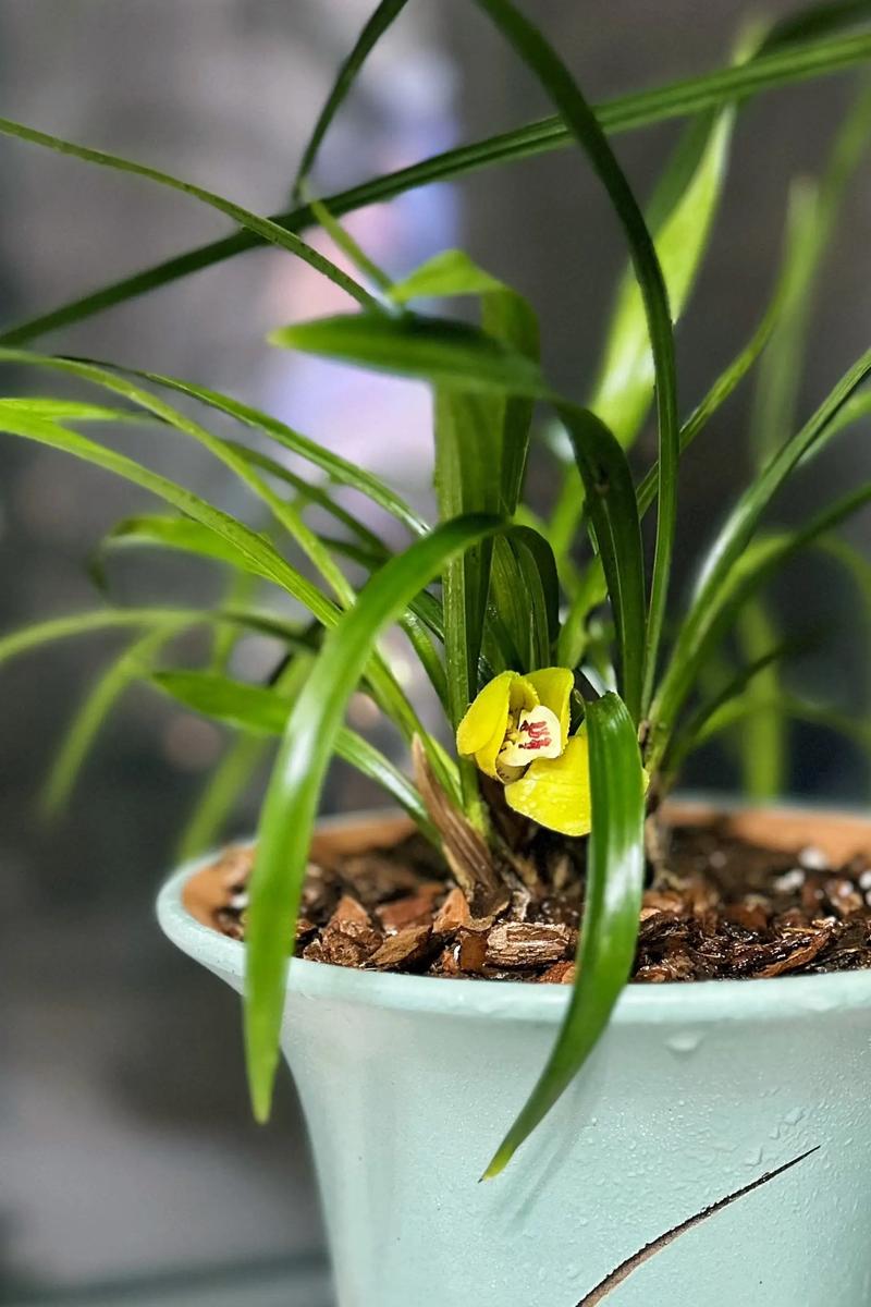 春天开的花都有什么？二月有什么花开放？