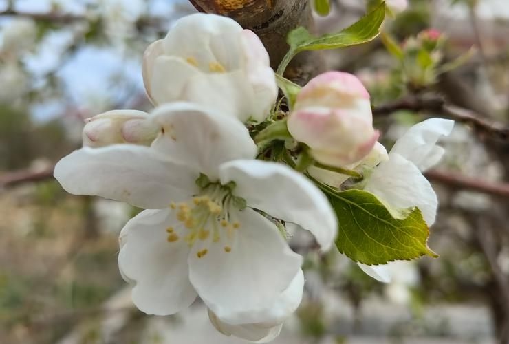 春天开的花都有什么？二月有什么花开放？-第2张图片-优品飞百科