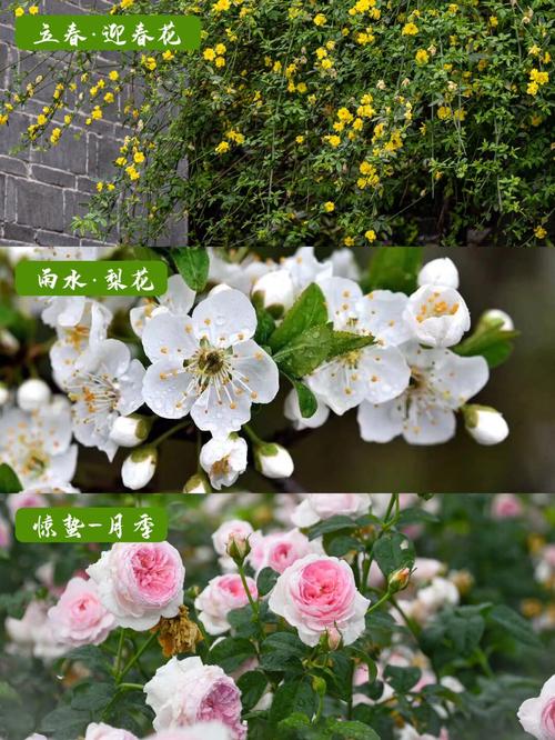 春天开的花都有什么？二月有什么花开放？-第4张图片-优品飞百科