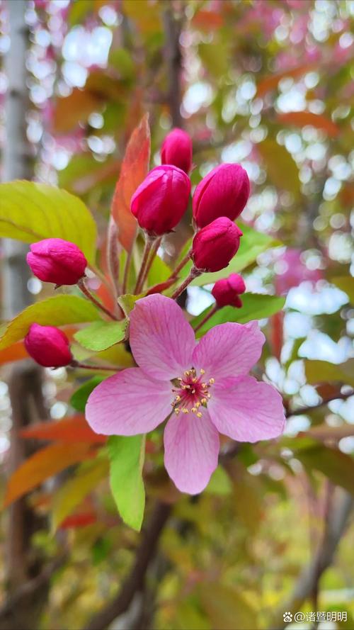 春天开的花都有什么？二月有什么花开放？-第5张图片-优品飞百科