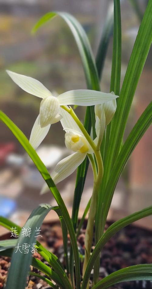 大雪素和小雪素的区别？大雪素和小雪素的区别图片？