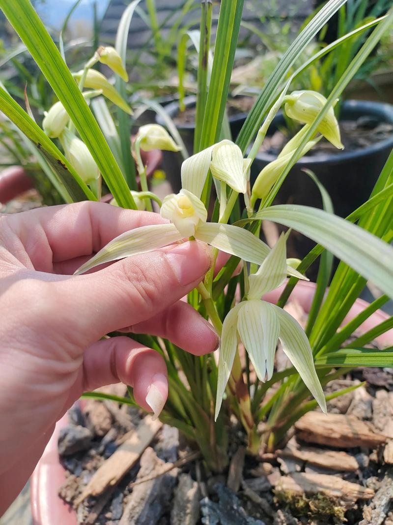 大雪素和小雪素的区别？大雪素和小雪素的区别图片？-第2张图片-优品飞百科