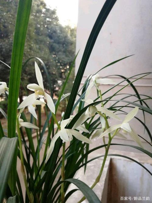 大雪素和小雪素的区别？大雪素和小雪素的区别图片？-第3张图片-优品飞百科