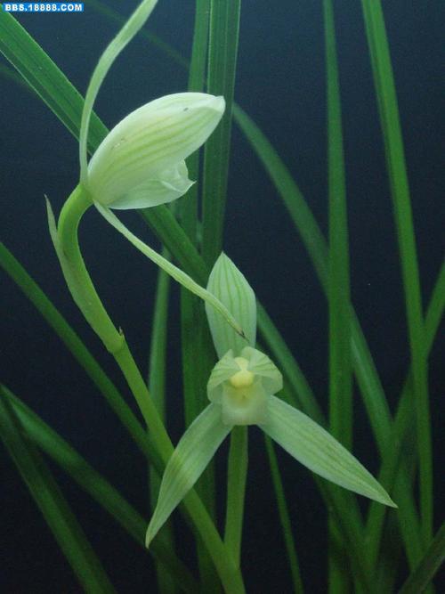 大雪素和小雪素的区别？大雪素和小雪素的区别图片？-第4张图片-优品飞百科