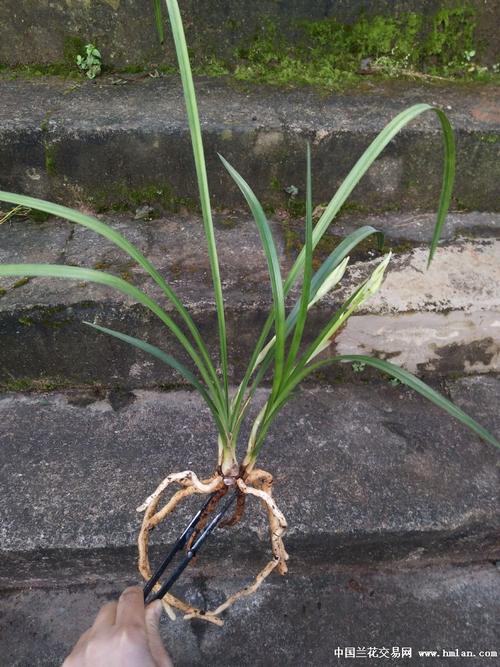 大雪素和小雪素的区别？大雪素和小雪素的区别图片？-第6张图片-优品飞百科