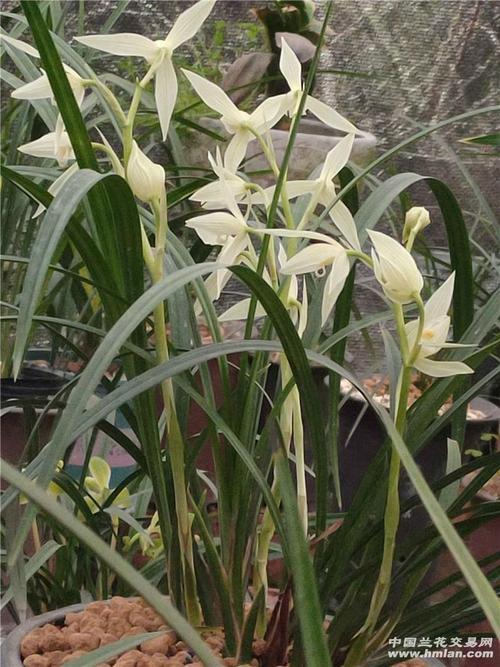 大雪素和小雪素的区别？大雪素和小雪素的区别图片？-第7张图片-优品飞百科