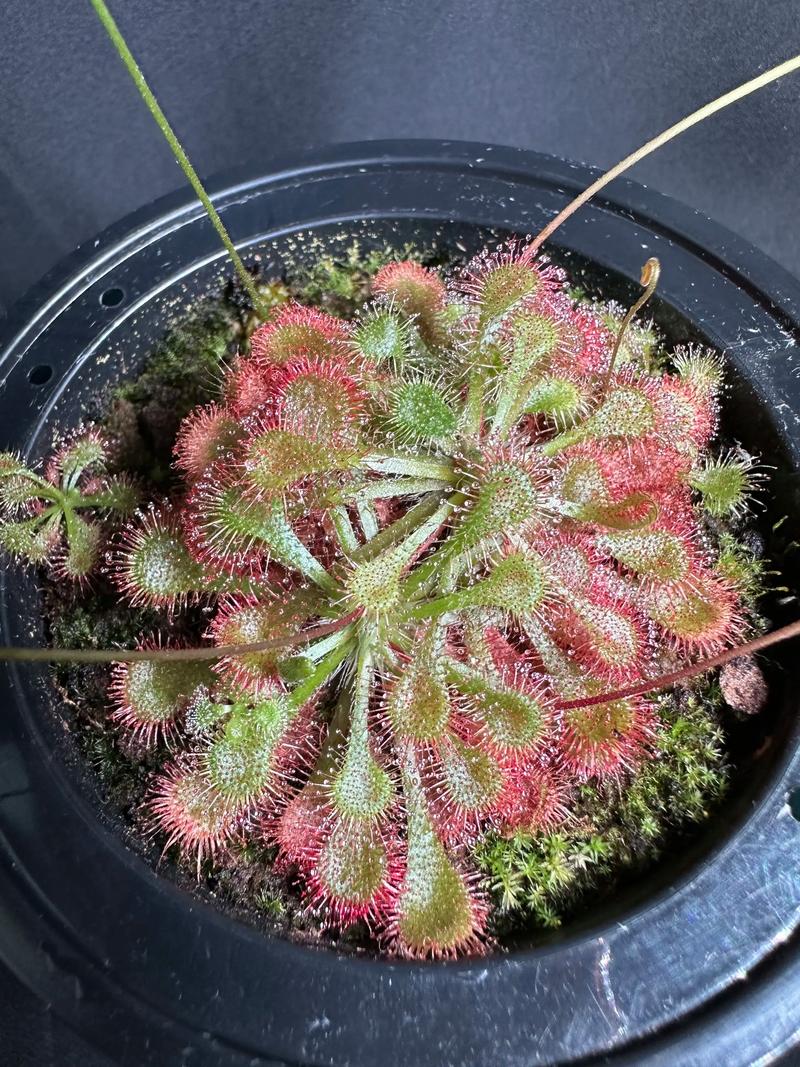 茅膏菜的功效和作用，茅膏菜有什么药用价值？