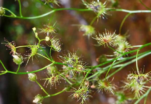 茅膏菜的功效和作用，茅膏菜有什么药用价值？-第2张图片-优品飞百科