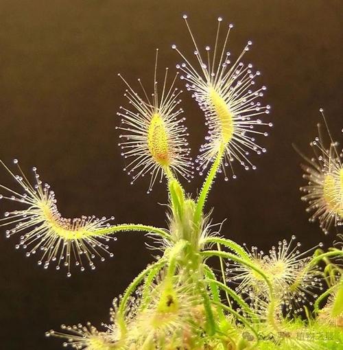 茅膏菜的功效和作用，茅膏菜有什么药用价值？-第3张图片-优品飞百科