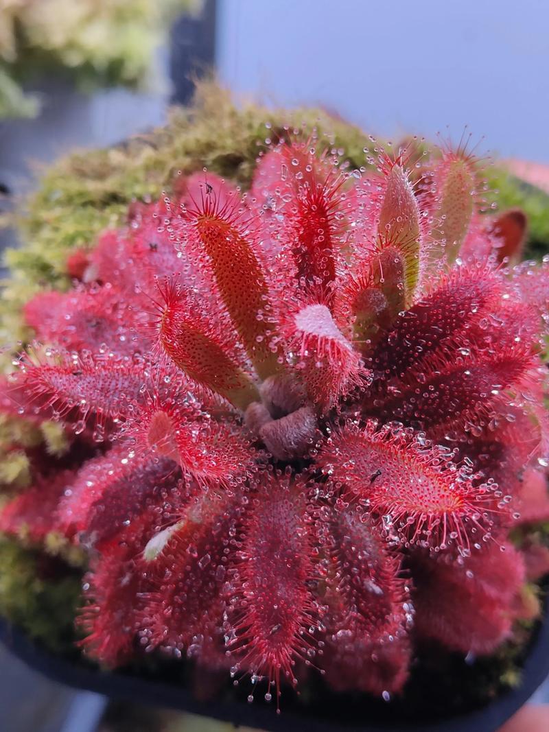 茅膏菜的功效和作用，茅膏菜有什么药用价值？-第4张图片-优品飞百科