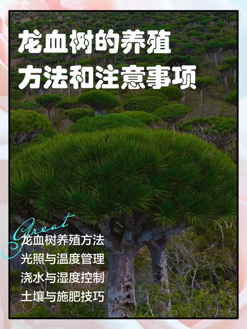 龙血树的养殖方法和注意事项，造型龙血树的养殖方法和注意事项？