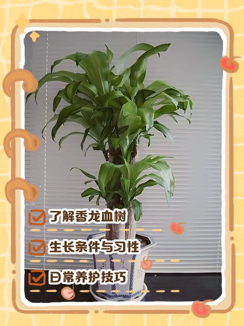 龙血树的养殖方法和注意事项,造型龙血树的养殖方法和注意事项?-第2张图片-优品飞百科 龙血树的养殖方法和注意事项,造型龙血树的养殖方法和注意事项?-第2张图片-优品飞百科